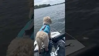 Roxy on the water...before she fell in 3x! #maltipoo