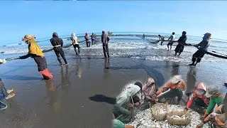 Mengejutkan ❗ Tarik Jaring Pukat Pantai Nelayan Indonesia Dapat Banyak Ikan Selar