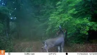 Sitka Blacktail at a marking tree