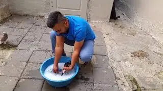 Güvercinlerime Banyo yaptırıyorum - Siyah Güvercin'in Kanadı İyileşti