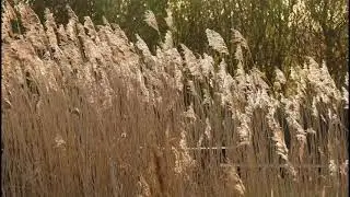 JULILEA - DEINE MAGIE Seelengesang - H&ouml;rbeispiel