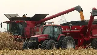 Corn Harvest 2023 | Case IH 7120 Axial-Flow  Combine Harvesting Corn | Ontario, Canada