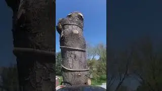 Rigging large white pine logs #stihl #arborist #treework #ms500i #tree #rigging #treelife