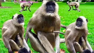 Look what hanuman is doing | funny langur videos