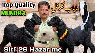 Younis. Goat Farm Visit Latest  Update| 5-Feb&2025😍 mandi se saste 😱 loot lo 🚨 Nasli shok 🔥,