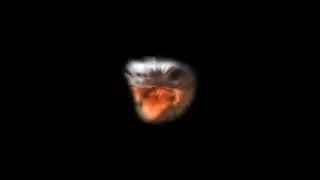 One hour of silence broken only by a turtle having fun