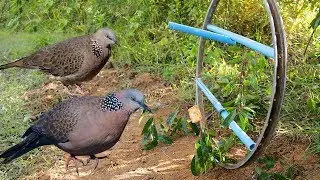 Awesome Quick Bird Trap Using PVC and wheel - How To Make Bird Perch Snare Traps With PVC Work 100%