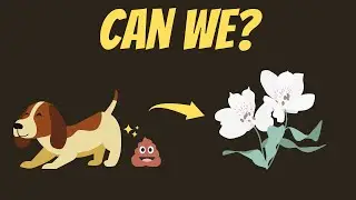 Can We Use Dog Poop as Fertilizer?
