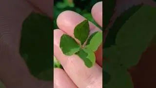 Let #clover #fourleaf come true