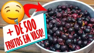 Grumixama: Frutificando muito em vaso