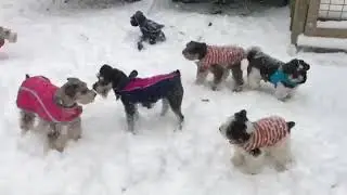 Knightingale Schnauzer Snow Day 2018