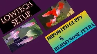 SETTING A NEW LOWTECH  PLANTED FISHTANK FOR  REMMYNOS TETRA AND IMPORTED GUPPY