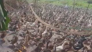 Feed 10,000 ducks for breakfast - Duck farm