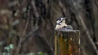 Pulborough Brooks Nature Reserve RSPB