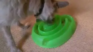 Buster Dog Maze. Turn dog treats into a game.
