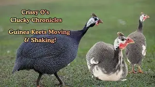 Guinea Keets Growing & Moving #guineafowl #backyardflock #homesteading #backyardanimals #adorable