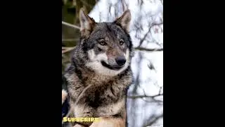 Majestic Timberwolf Chilling #shorts #wolf #chill #timberwolf