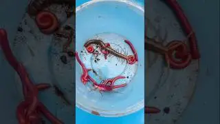 Millipede and Centipede and Cockroach #jwildlifetv