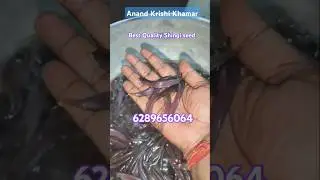 Best Quality Singhi seed Available, Delivery all over India #everyone #fish