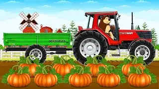 Pumpkin Field Collection 🎃🚜 | Bear Drives Tractor to Gather Pumpkins | Funny Vehicles Animation