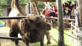CAMEL DEMONSTRATION