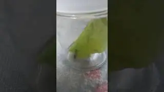 Pet earwig. Also back to school soon. 😄