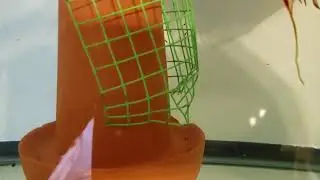 Pigeon Blood Discus Fry Almost Free Swimming!