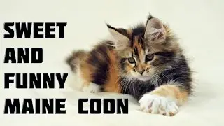 Maine Coon Cat Videos - Funny and Sweet Maine Coon Cats