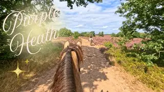 ✨ Magical Purple Heath & Forest Trail Ride 🌸🐎 | Ermelose Tweedaagse Event - Day 2 - Part 2