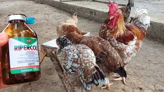 Como usar Ripercol em Galinhas
