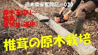 【週末農家奮闘記 030】今年も椎茸の原木栽培に挑戦　原木玉切り、植菌の作業まで　タケノコもボチボチ出てくるようになりました