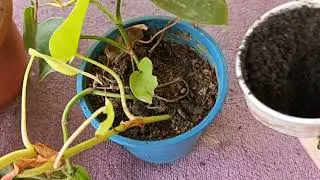 Philodendron beauty || breath of fresh air ||