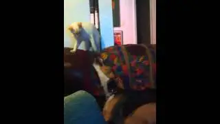 Furious Fisting Kitten Catastrophe