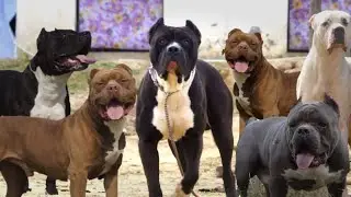Singhs Bully Kennel | India's Biggest largest American Bully farm | |Bulandshahr | inshufer