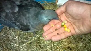 Junge Ringeltaube (Nestling) frisst aus der Hand