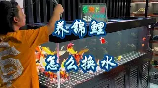 养锦鲤怎么换水#观赏鱼 #锦鲤的饲养方法 #养鱼先养水