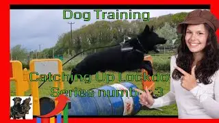 Dog Training Black German Shepherd  - Working European GSD Catching Up Lockdown Series Number 3