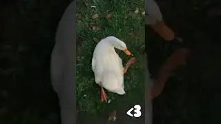Pekin duck flipped upside down