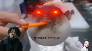 PUFFERFISH EATING A CARROT REMIX - REDRUM BY 21 SAVAGE