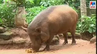 കാട്ടുപന്നിയെ സ്നേഹിക്കുന്ന വീട്ടമ്മ ; കൗതുകക്കാഴ്ച  | Wayanad pig