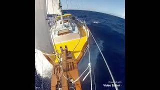 Sailing Sparrow #shorts