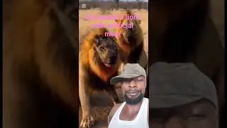 just prank 3 lions with artificial meat 🍖