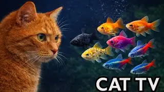 🔴 Cat TV Aquarium LIVE 🐱 Real Fish for Cats to Watch in 4K (No Music)