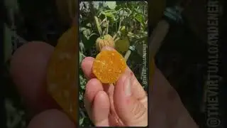 100% Man Made Fruits