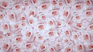 La Vie En Rose performed by Tania de Jong, composed by &Eacute;dith Piaf