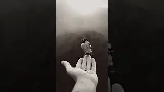 nature lover.., 😊#nature #new #naturelovers #real #sound #birds