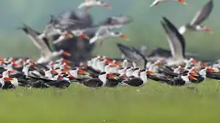Indian Skimmers Driven by Buffaloes During High Tide