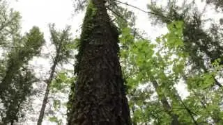 Nature Art Video