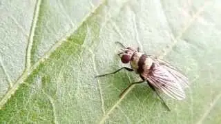 クロオビハナバエ♀がサツマイモ葉を舐める Anthomyia sp. eats something on a sweet potato's leaf