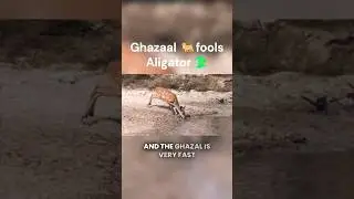 The Ghazal that Outsprints an Alligator #shorts #viralvideo